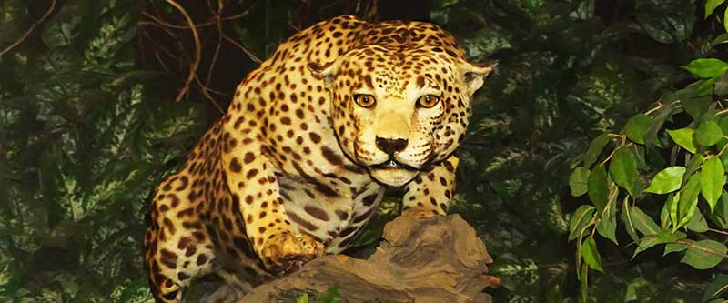 tiger in jungle 800x333